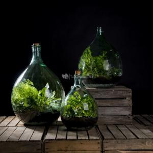 Terrarium fles M 15L 30x30x44 cm mini ecosysteem